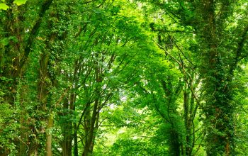 Wallpaper Gray Concrete Road Top Between Green Trees