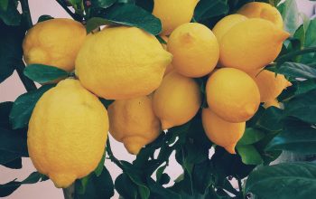Wallpaper Bunch of Yellow Lemons