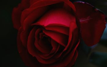 Wallpaper Red Rose Flower