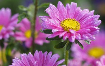 Wallpaper Bokeh Photography of Two Purple Daisies