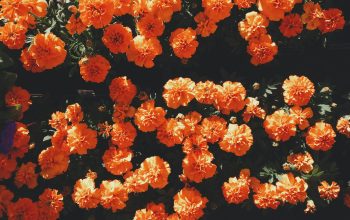 Wallpaper Blooming Orange Petaled Flowers at Daytime