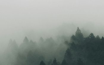 Wallpaper Forest Covered with Fogs