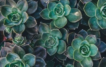 Wallpaper Top View of Green Succulent Plants