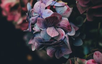 Wallpaper Selective Photography of Purple Petaled Flowers