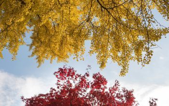 Wallpaper Wormseye View of Trees Under Blue Sky
