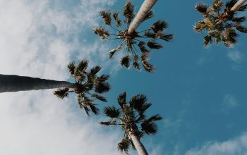 Wallpaper Worms Eye View Coconut Trees