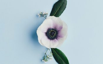 Wallpaper White-Petaled Flower