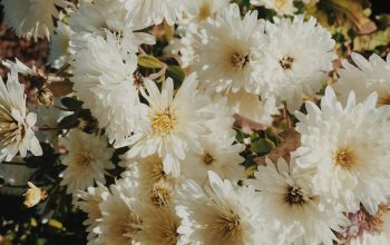 Wallpaper Bouquet of White Daisy Flowers
