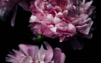 Wallpaper Shallow Focus Photography of Purple Carnation Flowers