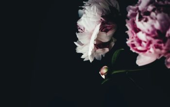 Wallpaper Focus Photo of White-and-Pink Petaled Flowers