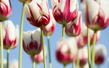 Wallpaper Shallow Focus Photography of White-and-Pink Petaled Flowers