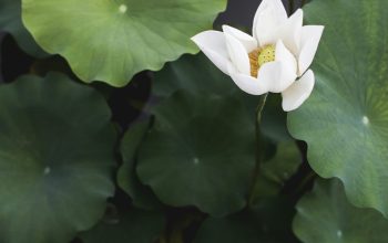 Wallpaper White Lotus Flower