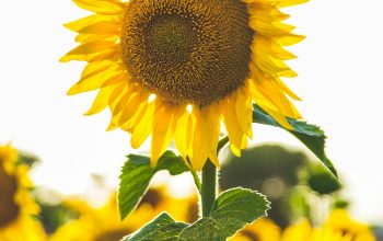Wallpaper Close-Up Photo of Common Sunflower