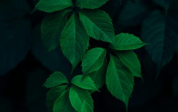 Wallpaper Closeup Green Leaf