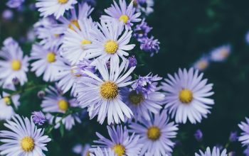 Wallpaper White Petaled Flowers Closeup Photography