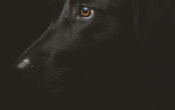 Wallpaper Black Dog Photography