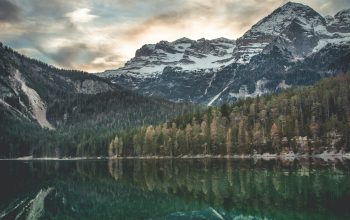 Wallpaper Scenery of Trees and Mountain