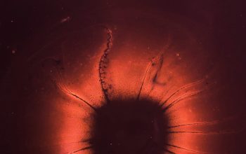 Wallpaper Microscope Photography of Red and Black Microorganism