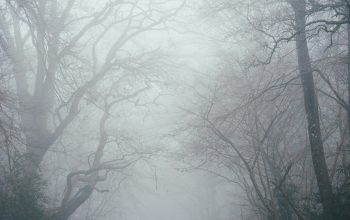 Wallpaper Bare Tree Between Road
