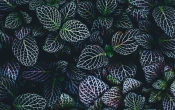 Wallpaper Green and Blue Leaves Plants