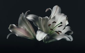 Wallpaper White Oriental Lily Flower