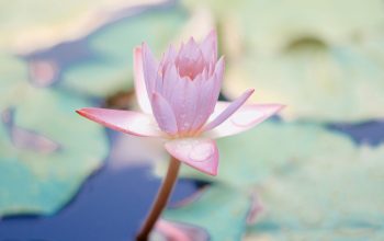Wallpaper Close Up Water Lily Flower