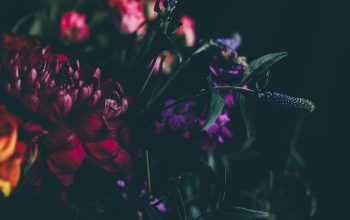 Wallpaper Shallow Focus Flower Photography