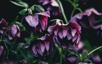 Wallpaper Shallow Focus Purple Flower