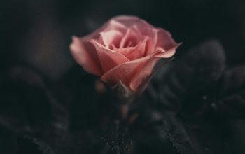 Wallpaper Pink Rose Flower in Selective Photography