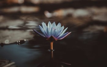 Wallpaper Shallow Focus Photography of Green Lotus on Body of Water