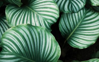 Wallpaper Green and White Leafed Plants