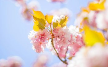 Wallpaper Pink Cherry Blossom Tree During Daytime
