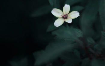 Wallpaper White 5-Petaled Flower in Selective Focus Photography