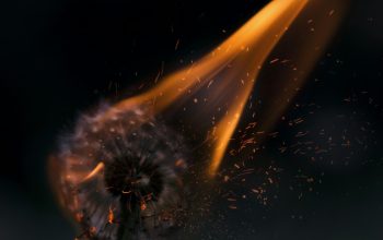 Wallpaper Burning White Dandelion