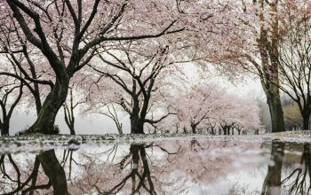 Wallpaper Cherry Blossom Trees Near River