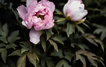 Wallpaper Tilt-Shift Lens Photography of Pink Flowers