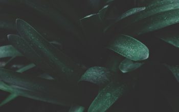 Wallpaper Sansevieria Trifasciata