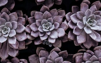 Wallpaper Purple Succulent Plants