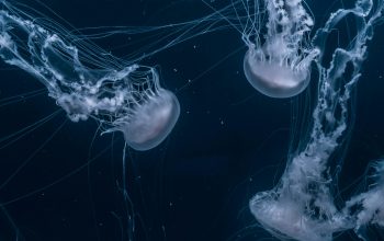 Wallpaper White Jellyfish Swim
