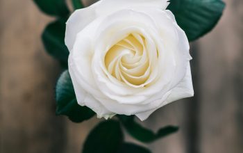 Wallpaper White Rose Enclosed Photograph