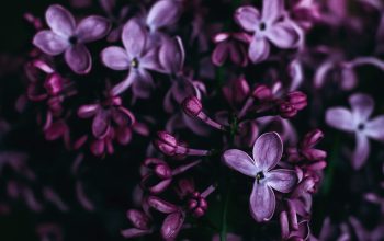 Wallpaper Purple Flowers