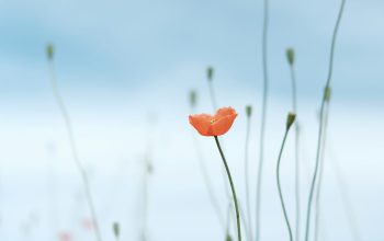 Wallpaper Selective Photo of Petaled Flower