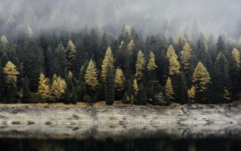Wallpaper Trees Reflecting on Body of Water
