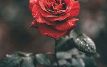 Wallpaper Red Rose with Droplets