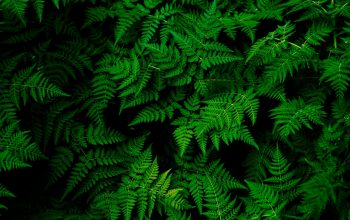 Wallpaper Green Fern Plant