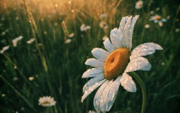 Wallpaper White Daisy Flowers