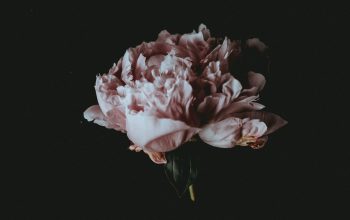 Wallpaper Pink Flower Bouquet
