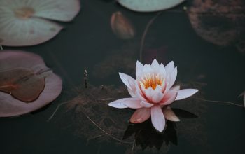 Wallpaper Pink Lotus Flower on Clear Body of Water