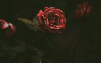 Wallpaper Selective-Focus Photography of a Blooming Red Rose