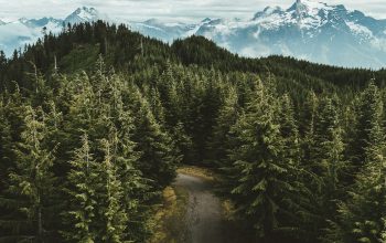 Wallpaper Gray Asphalt Road Between Green Leafed Trees Under Cloudy Sky